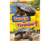 Turtle_or_Tortoise_